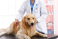 犬类防疫证APP开发 开启文明养犬时代