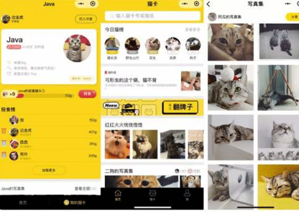 猫咪小程序开发给爱猫人士提供平台-广州app开发公司酷蜂科技