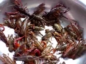 开发一款抓龙虾APP需要支付哪些费用呢