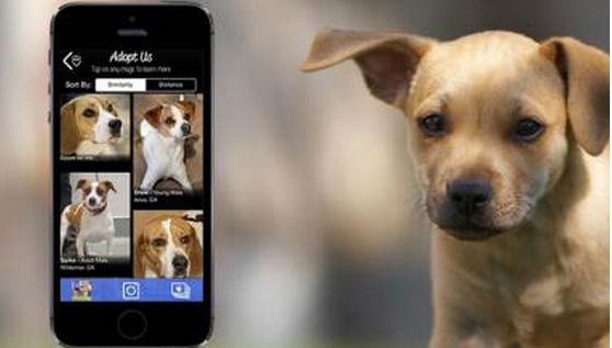 宠物医疗app开发该如何抓住用户 